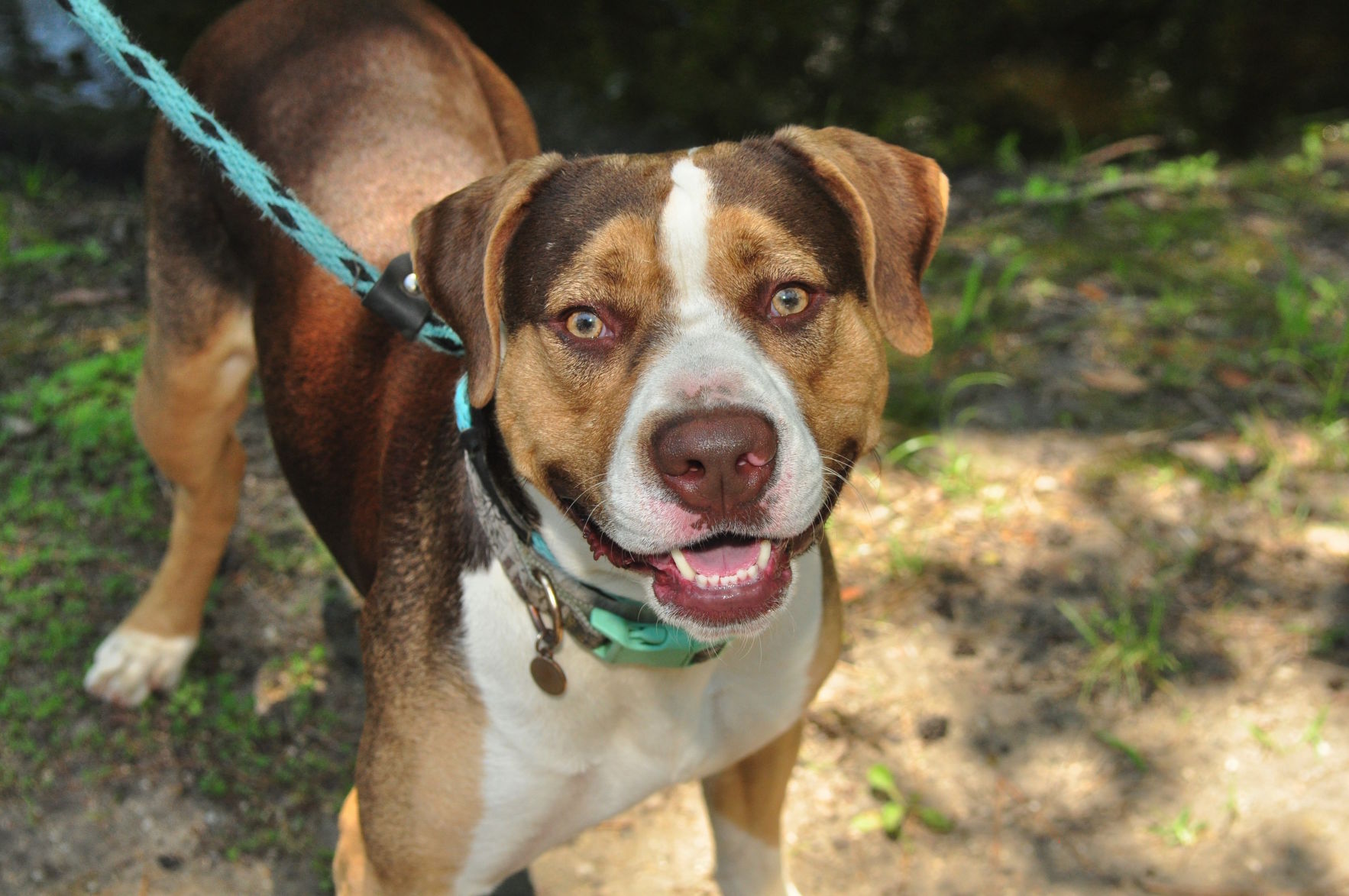 Adopt-a-pets: June 28